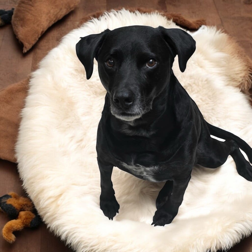 Photo of Jasper, adoptable senior Retriever, Black Labrador / Mix in Oklahoma-based; Northeast placements, Oklahoma