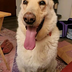 Photo of Cochise, adoptable senior German Shepherd Dog in Beverly Hills, California