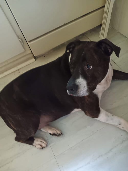 Photo of Blaze and Molly, adoptable senior Pit Bull Terrier in Rutherfordton, North Carolina