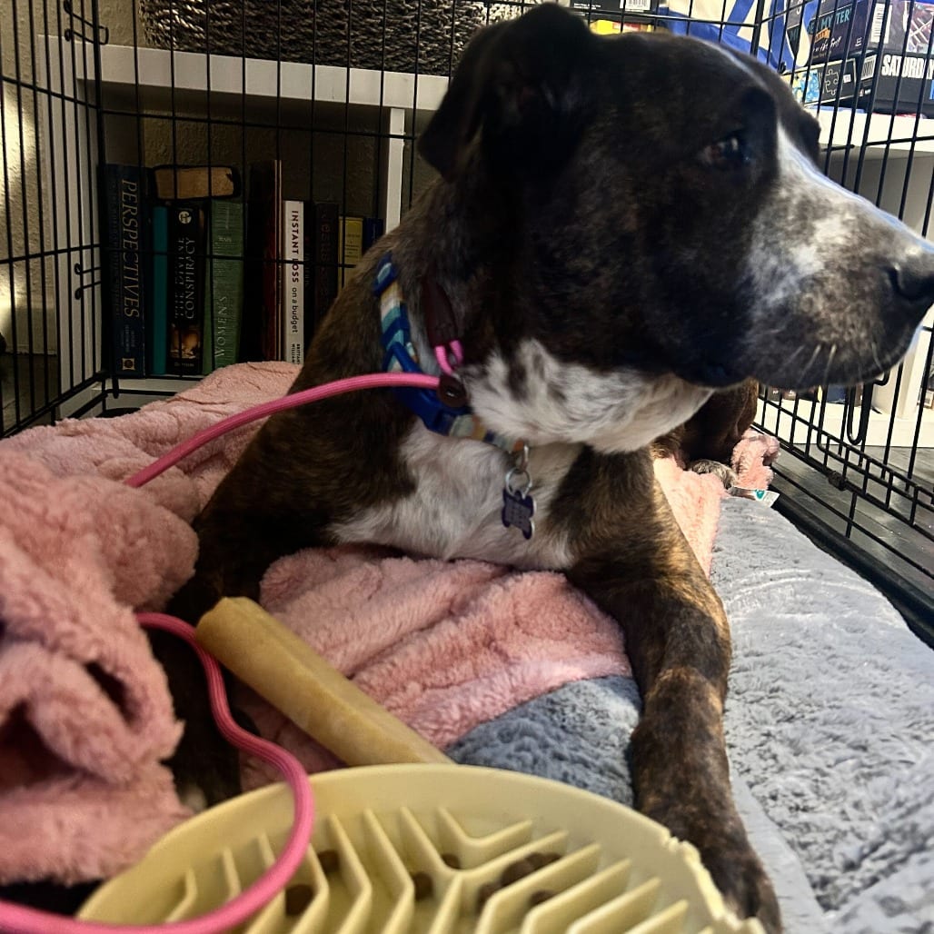 Photo of Dorothy, adoptable senior Terrier, Pit Bull / Mixed Breed (Medium) in California, California