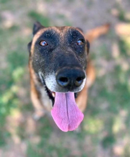 Photo of Boba, adoptable senior Belgian Shepherd Malinois in Riverside, California