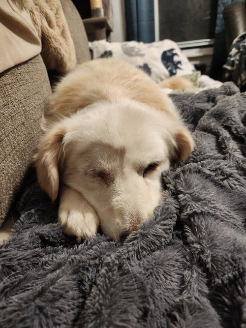 Photo of Sadie, adoptable senior Golden Retriever in Seven Valleys, Pennsylvania