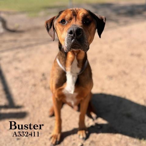 Photo of Buster, adoptable senior Rottweiler in Conroe, Texas