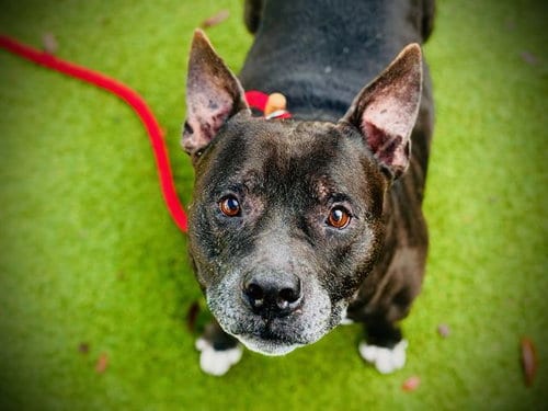 Photo of Prest, adoptable senior Staffordshire Bull Terrier in Orlando, Florida
