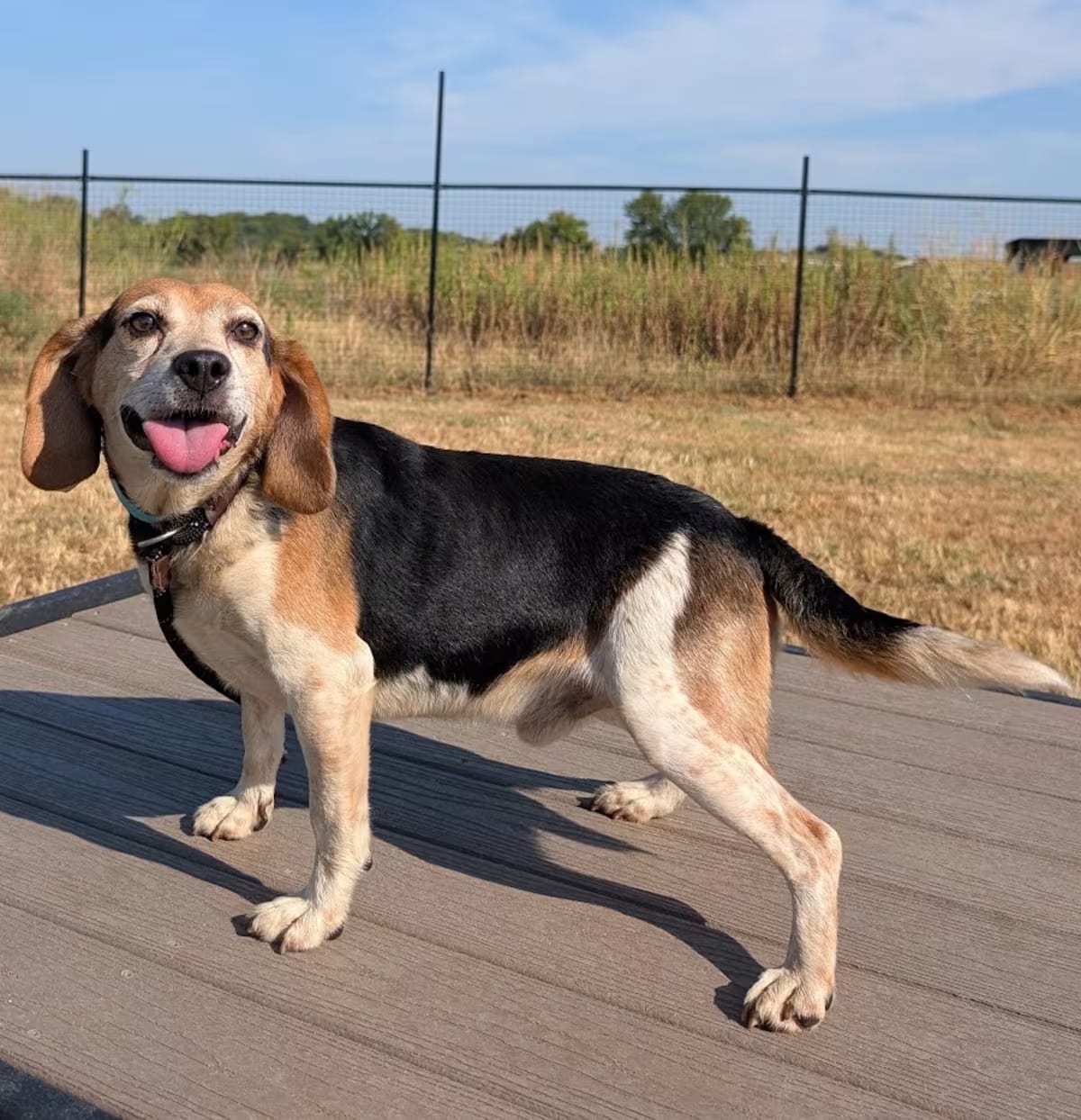 Photo of Barney, adoptable senior Beagle/Mixed Breed (Medium) in Los Angeles, California