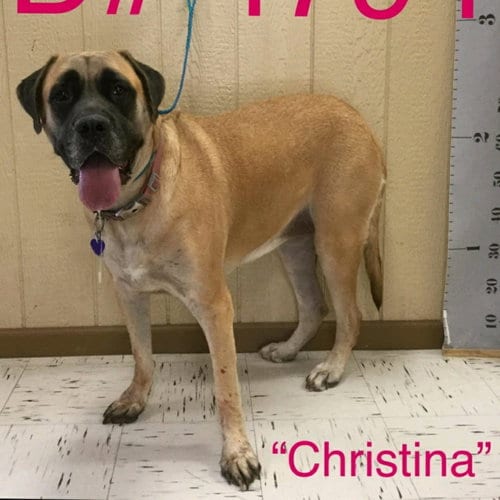 Christina (bonded with Duke) (foster needed), adoptable senior Mastiff in Vail, AZ