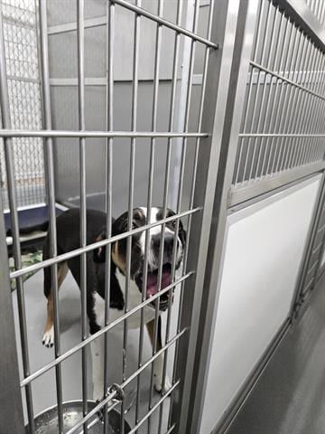 Photo of Abigail, adoptable senior Border Collie in Norfolk, Virginia