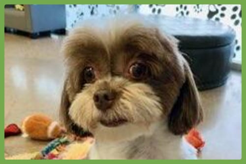 Photo of Cookie, adoptable senior Havanese in Amherst, Massachusetts
