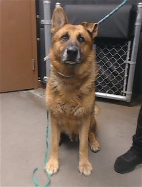 Photo of Rex, adoptable senior German Shepherd Dog in Phoenix, Arizona