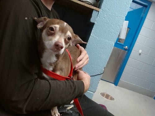 Photo of Sharkey, adoptable senior Chihuahua in Albuquerque, New Mexico