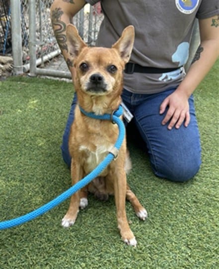 Photo of Koala, adoptable senior Chihuahua - Smooth Coated mix in San José, California