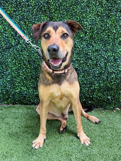 Photo of Trevor, adoptable senior German Shepherd Dog in Naples, Florida
