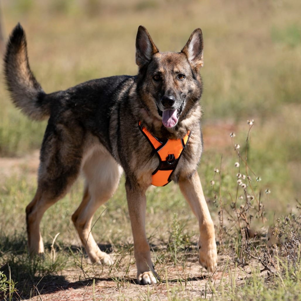 Photo of Furie (MR26-307), adoptable senior Shepherd, German in Colorado Springs, Colorado