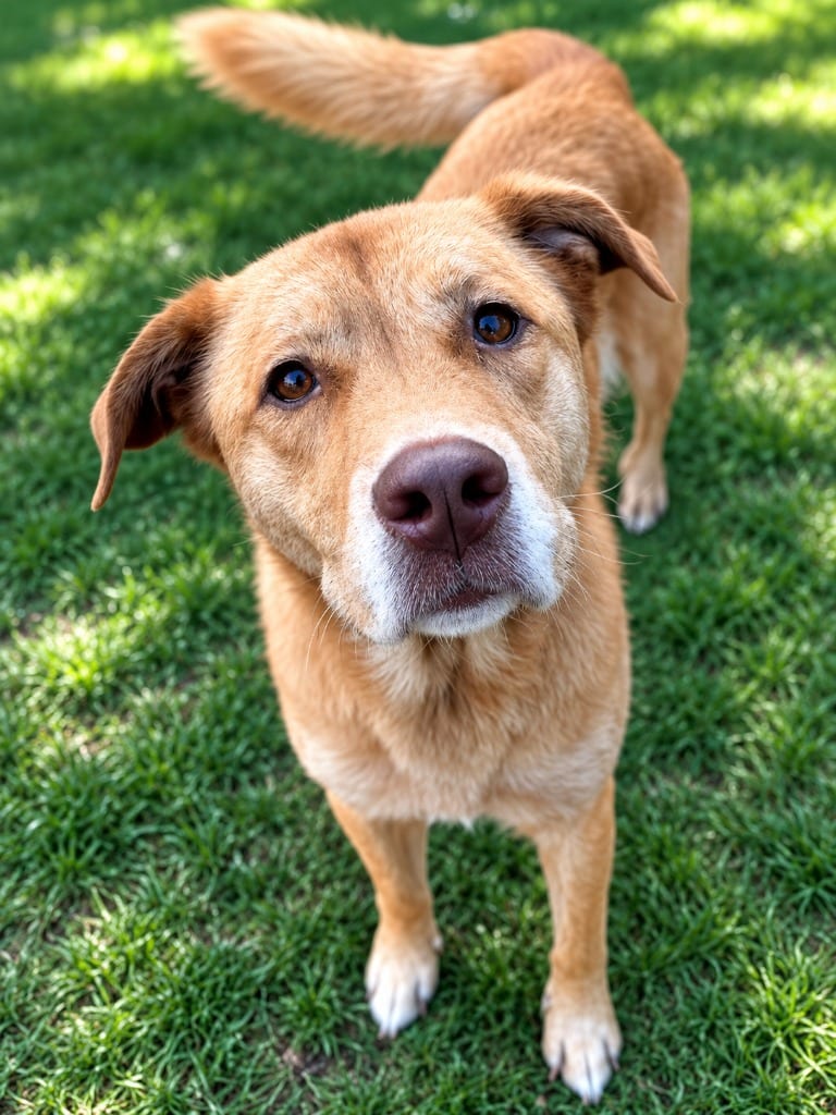 Photo of Cher, adoptable senior Labrador Retriever in East Ridge, Tennessee