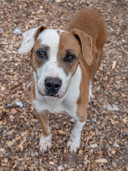 Photo of Huntsmith, adoptable senior dog in Chamblee, Georgia