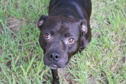 Jojo, adoptable senior Labrador Retriever in Jackson, MS
