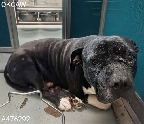 Photo of Bert, adoptable senior Pit Bull Terrier in Oklahoma City, Oklahoma
