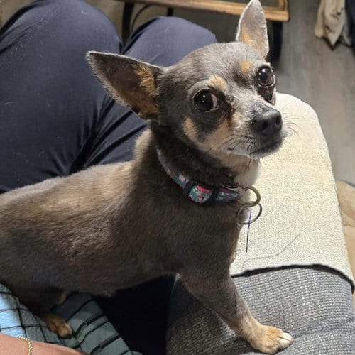 Photo of Dusty Rue, adoptable senior Chihuahua in Spring Lake, North Carolina