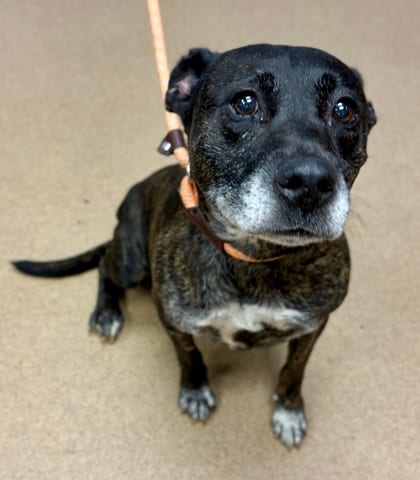 Photo of Cynthia, adoptable senior dog in Chamblee, Georgia