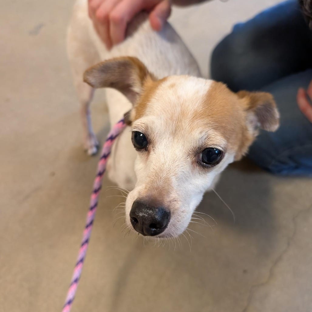 Photo of Dinghy, adoptable senior Chihuahua in Baltimore, Maryland