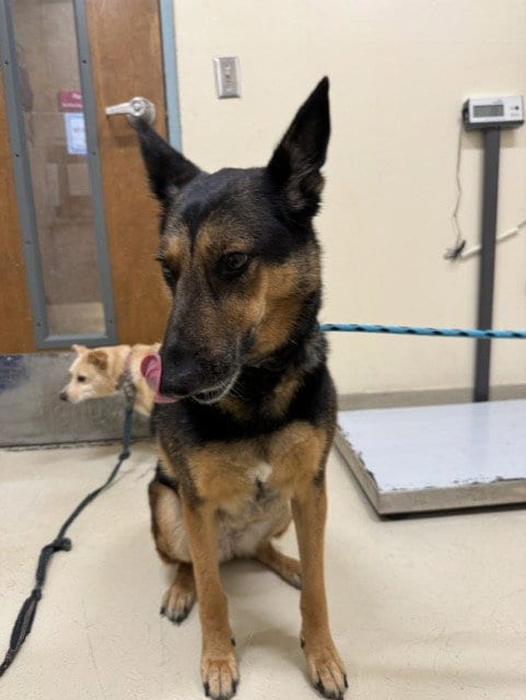 Photo of Lady, adoptable senior German Shepherd Dog in Fremont, California