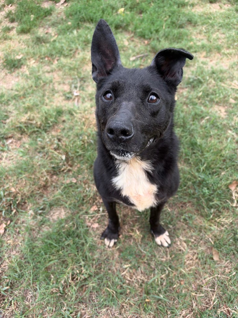 Photo of Maxi, adoptable senior Corgi in Little Rock, Arkansas