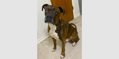 Photo of Hercules II, adoptable senior Boxer in Austin, Texas