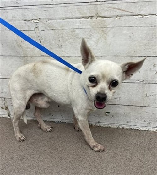 Photo of Mr. Mime, adoptable senior Chihuahua in San Bernardino, California