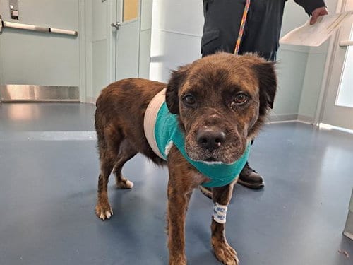 KORY, adoptable senior Chow Chow in Greensbo, NC