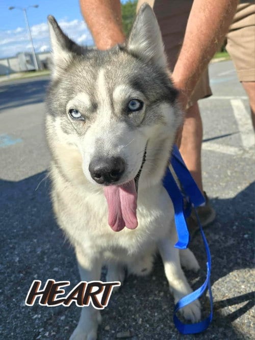 Photo of Snow, adoptable senior Siberian Husky in Severn, Maryland