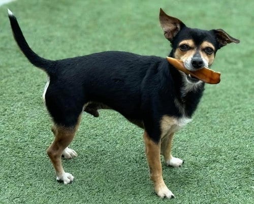 Photo of Bruce, adoptable senior Chihuahua in La Verne, California
