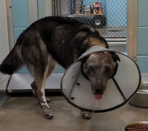 Photo of Koda, adoptable senior Husky in Temple, Texas