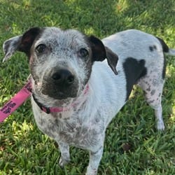Photo of Winks 6939, adoptable senior Shepherd (Unknown Type) Mixed Breed (Medium) in Loxahatchee, Florida