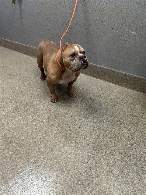 Photo of Marcus, adoptable senior Bulldog in Las Vegas, Nevada