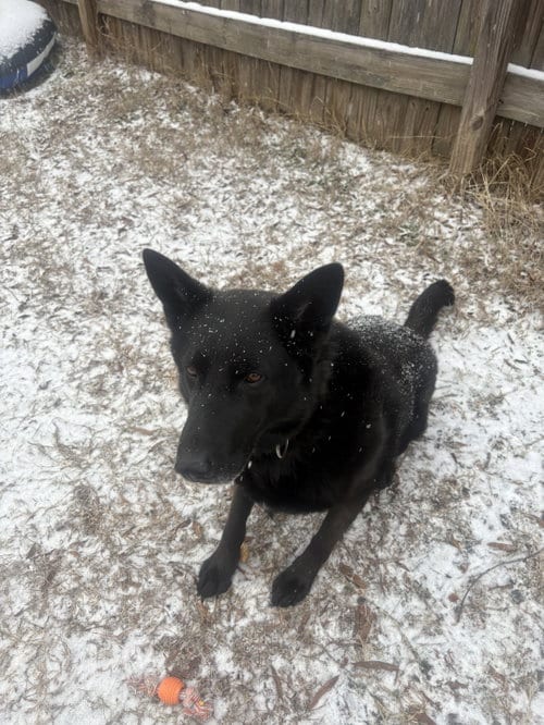 Photo of Sonny (CL), adoptable senior German Shepherd Dog in Durham, North Carolina