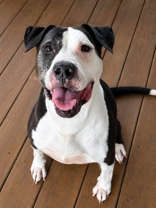 Photo of Havana, adoptable senior Pit Bull Terrier in Martinsburg, West Virginia