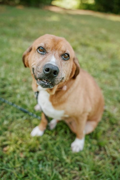 Photo of Hannah, adoptable senior Basset Hound in Attalka, Alabama
