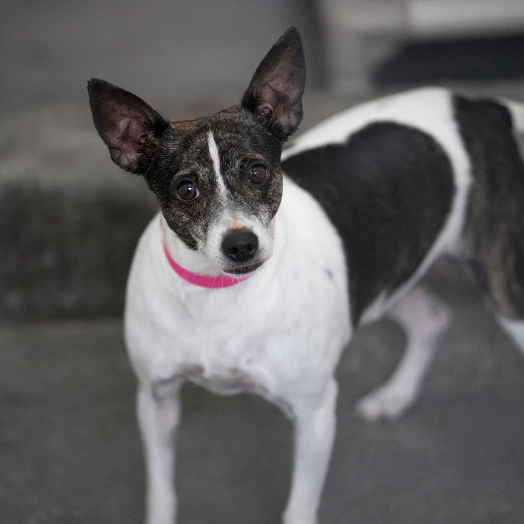 Photo of Oakey (AG26-30), adoptable senior Terrier, Rat in Colorado Springs, Colorado