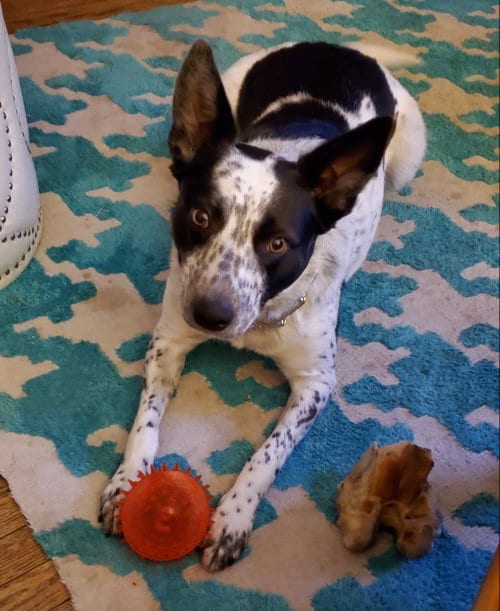 Gypsy Rose, adoptable senior Cattle Dog in Lewistown, PA