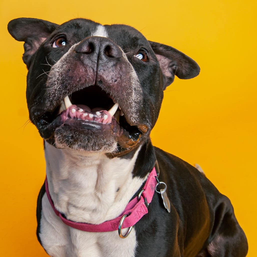 Photo of Cheeseboard, adoptable senior Mixed Breed (Large) / Mixed Breed (Large) in Patchogue, New York