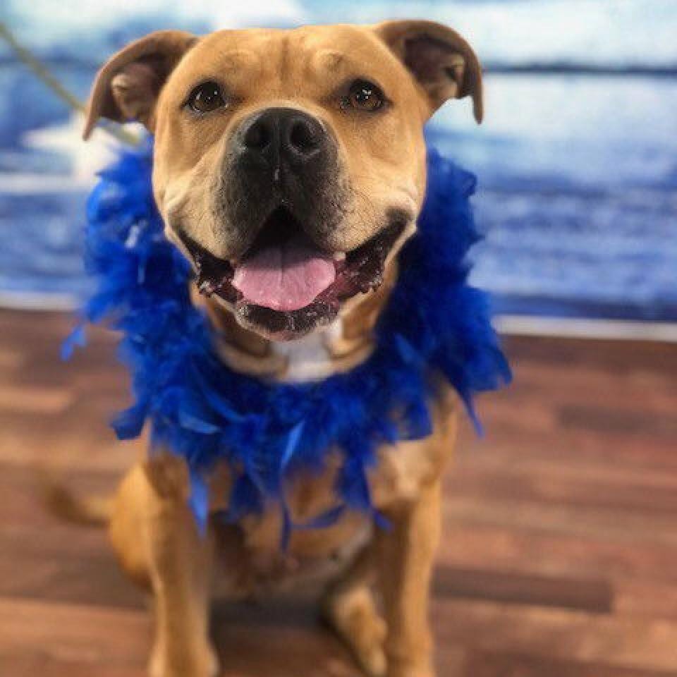 Photo of Geneva, adoptable senior Terrier, Pit Bull in Weatherford, Texas