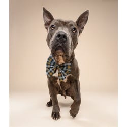 Photo of Ashley, adoptable senior Terrier (Unknown Type, Medium) in Doral, Florida