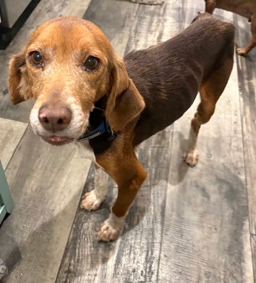 Photo of Sounders, adoptable senior Hound in Mcclellanville, South Carolina
