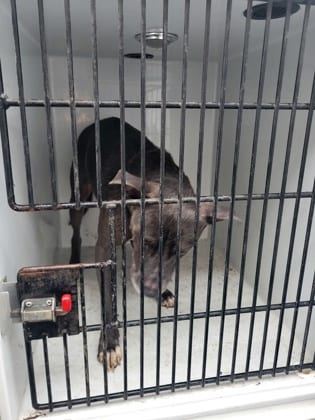 Photo of Bugger, adoptable senior dog in Atlanta, Georgia