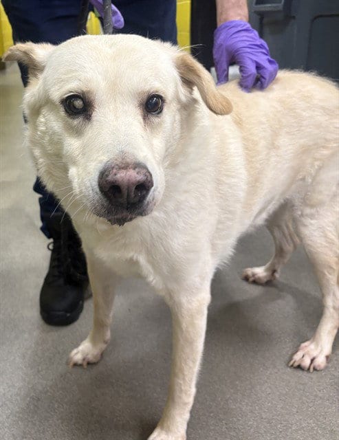 Photo of Chowder, adoptable senior Labrador Retriever in Forestville, Maryland