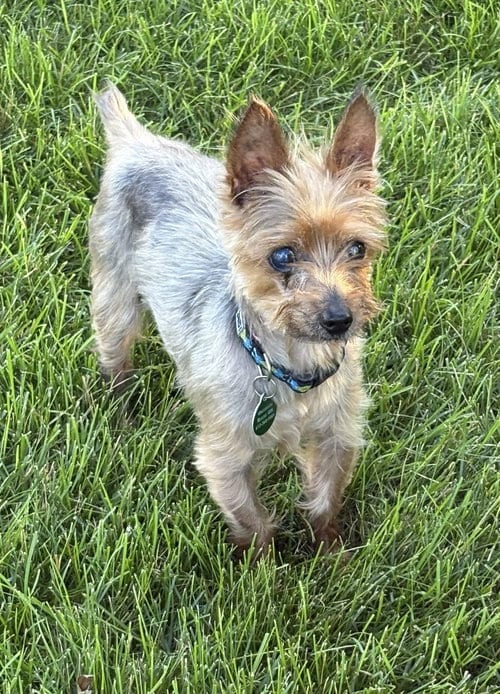 Photo of Gandalf, adoptable senior Yorkshire Terrier Yorkie in St. Louis Park, Minnesota