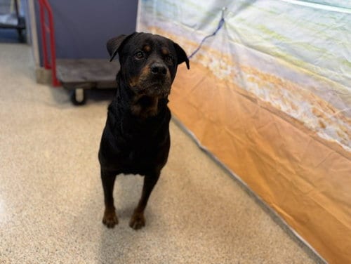 Photo of Rex, adoptable senior Rottweiler in Miami, Florida