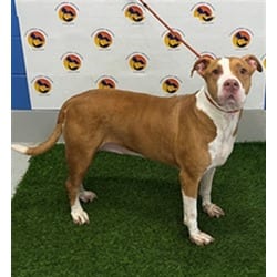 Photo of Belle, adoptable senior Mixed Breed (Medium) in Land O'Lakes, Florida