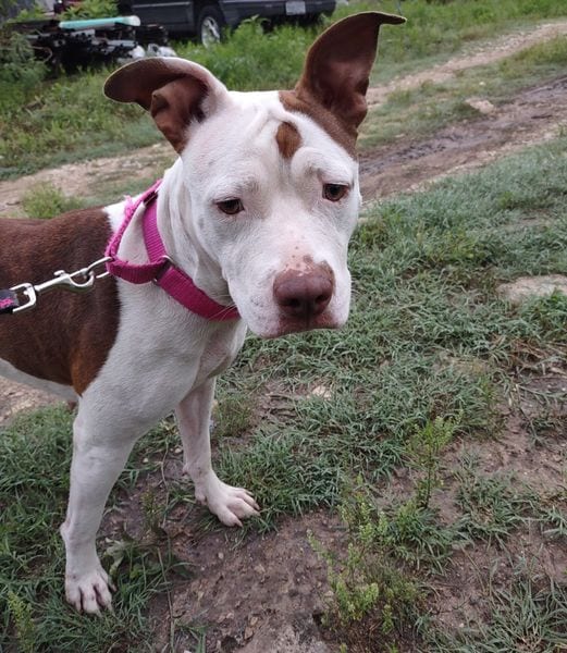 Photo of Isabella, adoptable senior American Pit Bull Terrier in Kempner, Texas