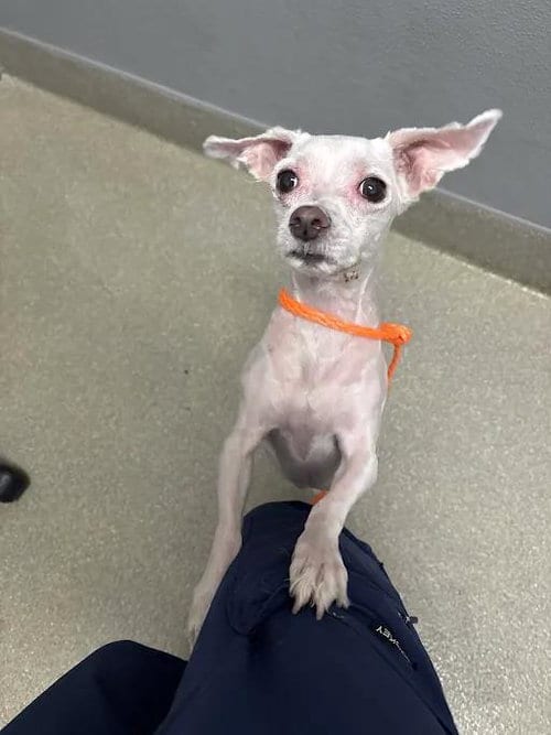 Photo of D.O.G., adoptable senior Maltese in Las Vegas, Nevada